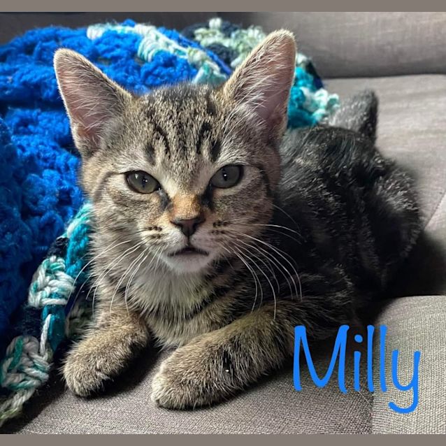 Photo of Milly