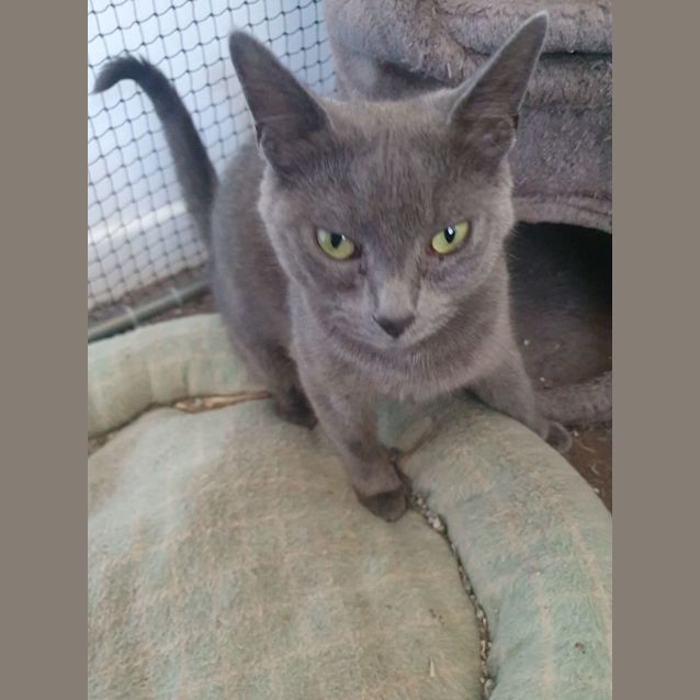 Photo of Kali
