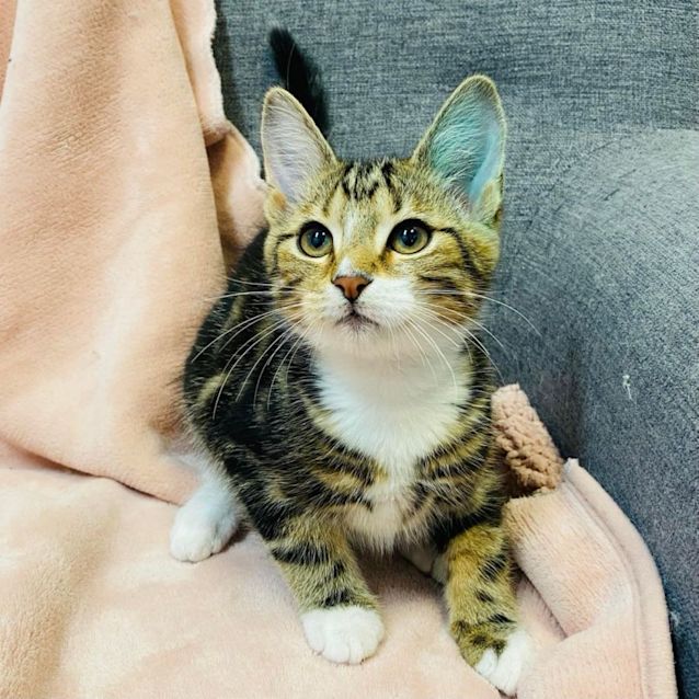 Photo of Jaffa   Located In Preston