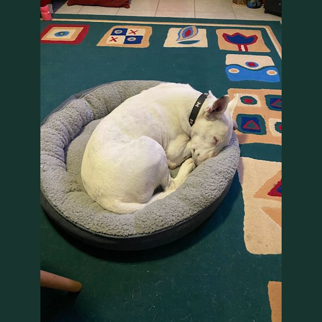 Photo of Pepper ~ 6yr Old Bull Terrier X(on Trial 5/2/22)