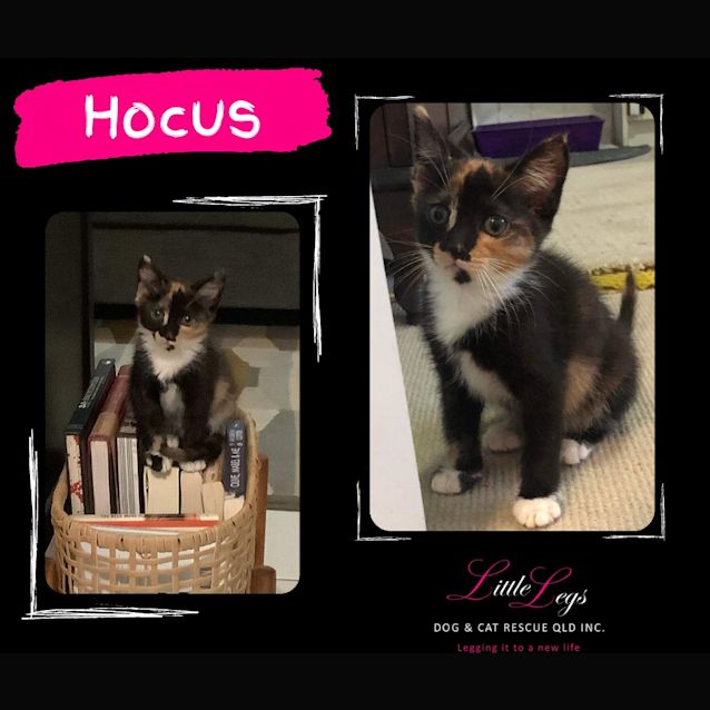 Photo of Hocus