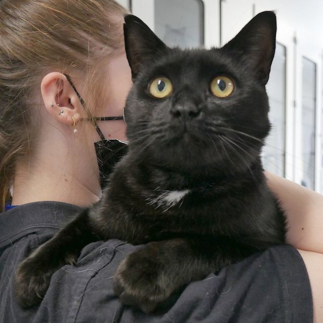 Photo of Chapman Sua009408