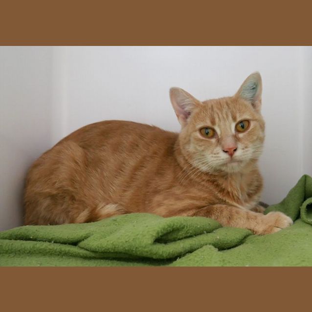 Photo of Clover Sta009169