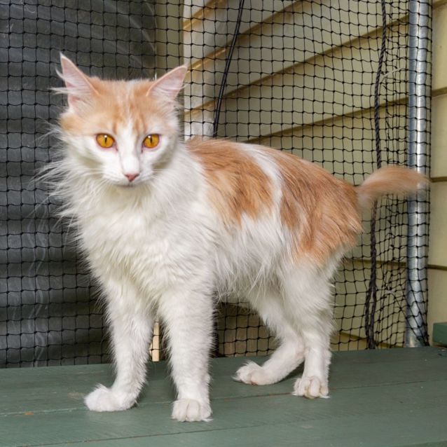 Photo of Pollyanna