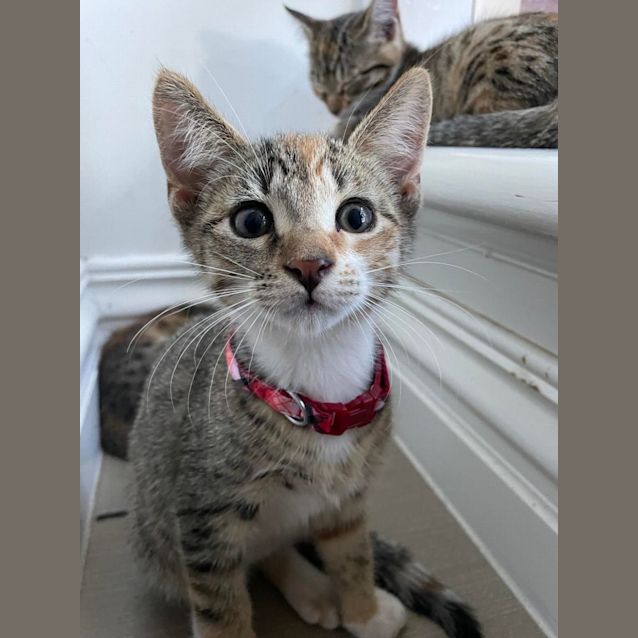 Photo of Milo