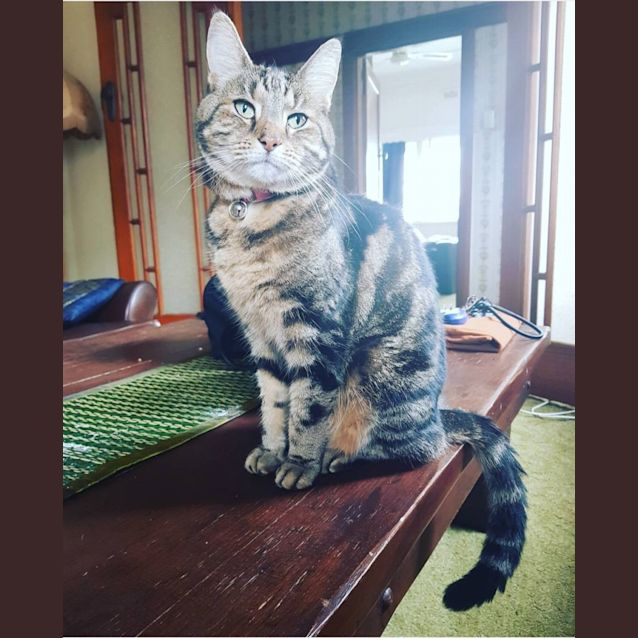 Photo of Tinkerbell 