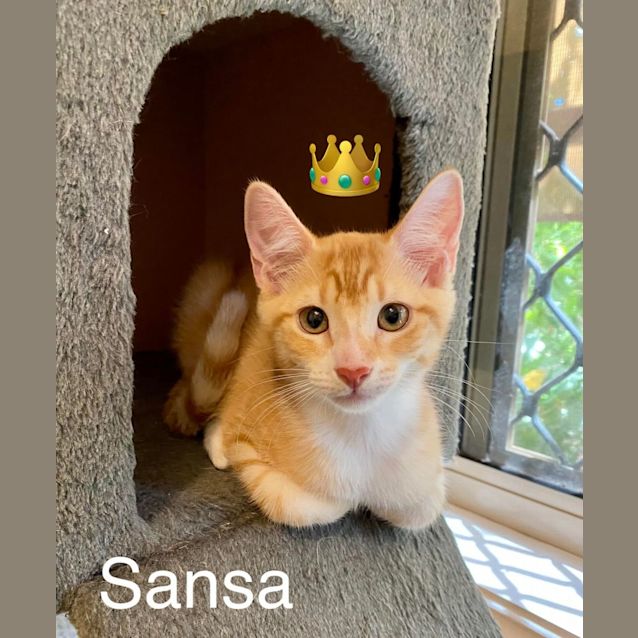 Photo of Sansa