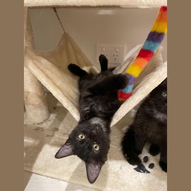 Photo of Willow