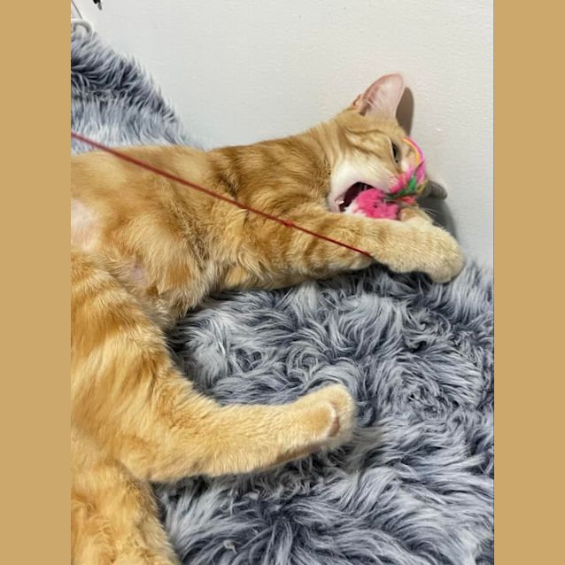 Photo of Ella   Located In Templestowe