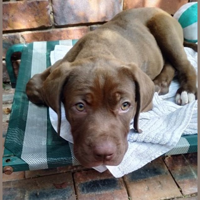 Photo of Whisky