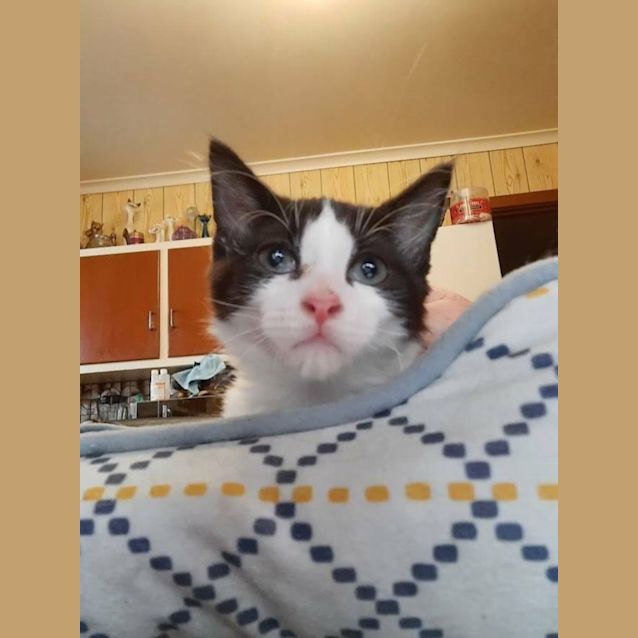 Photo of Beanie