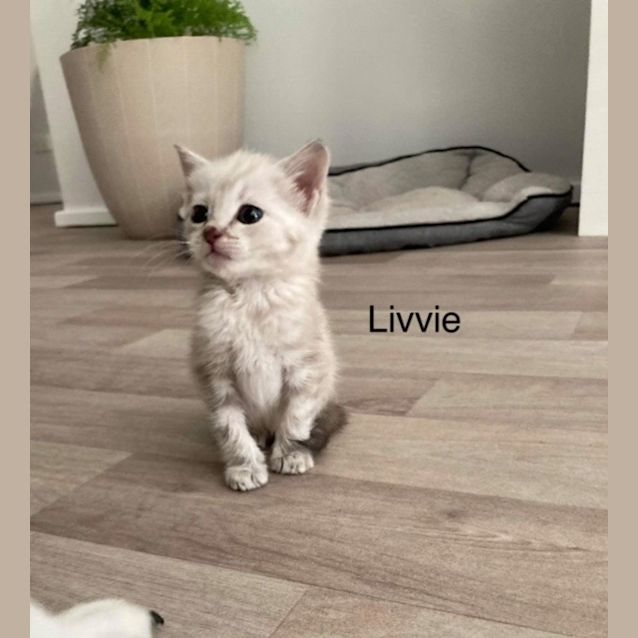 Photo of Livvie