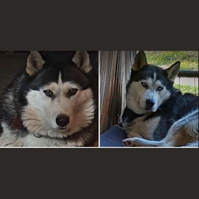 Photo of Koda