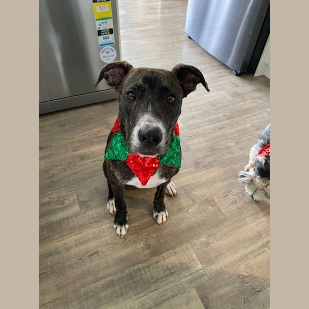 Photo of Clipper