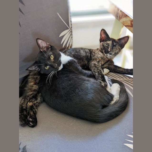 Photo of Loki And Sylvie❣❣
