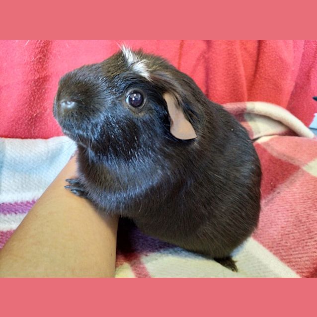 Photo of Snuggles