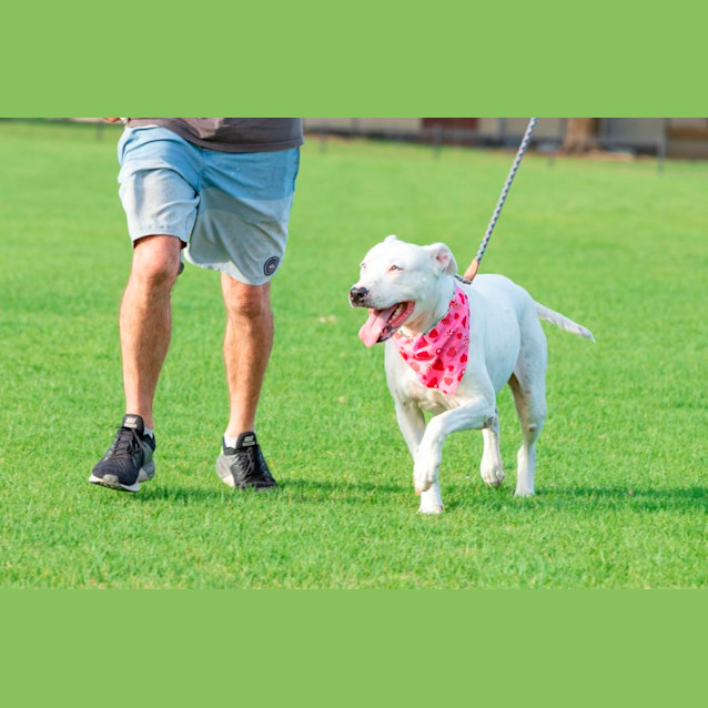 Photo of Shivani   9 Year Old Great Dane X (Trial)