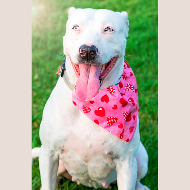 Photo of Shivani   9 Year Old Great Dane X (Trial)