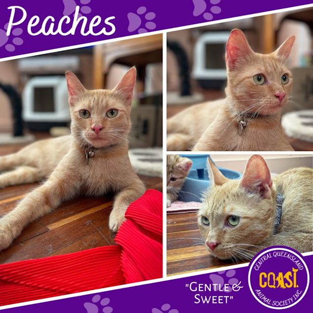 Photo of Peaches