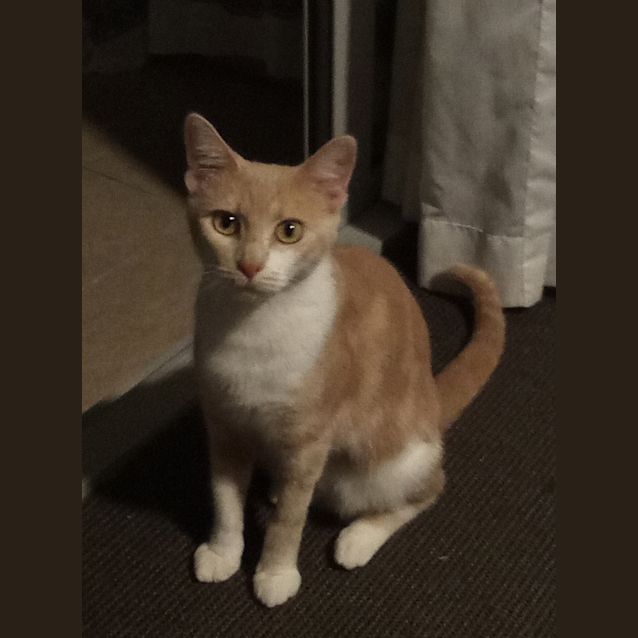 Photo of Honey