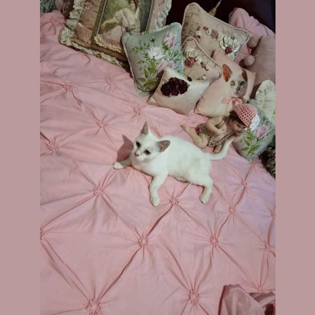 Photo of Betty White 