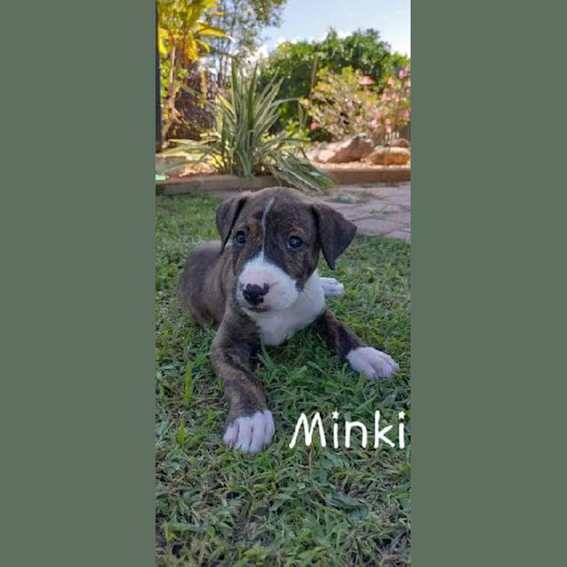 Photo of Minki