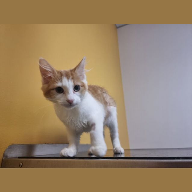 Photo of Maple 