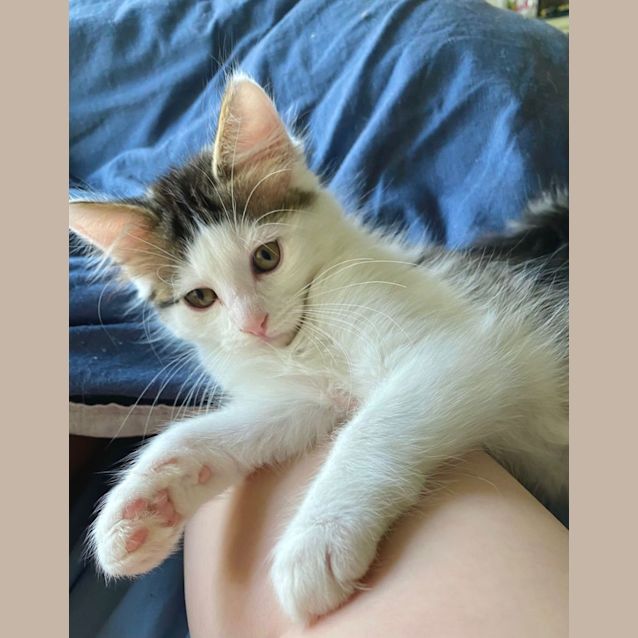 Photo of Romeo