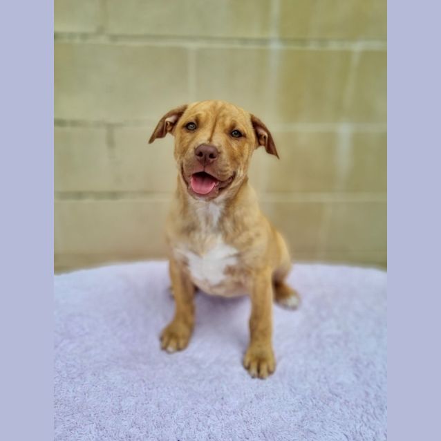 Photo of Cinnamon