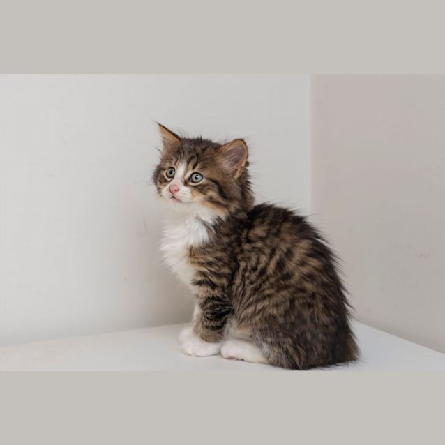 Photo of Sissel**2nd Chance Cat Rescue**