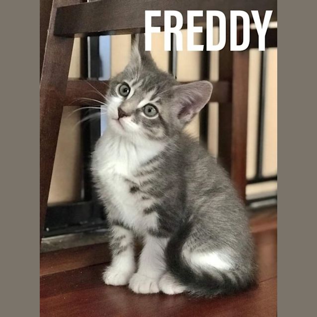 Photo of Freddie**2nd Chance Cat Rescue**