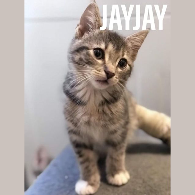 Photo of Jayjay**2nd Chance Cat Rescue**