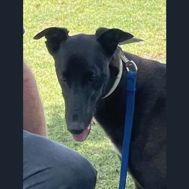 Photo of Bundy (Buddy)