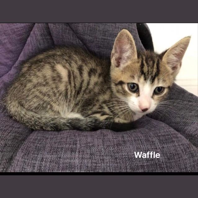 Photo of Waffle