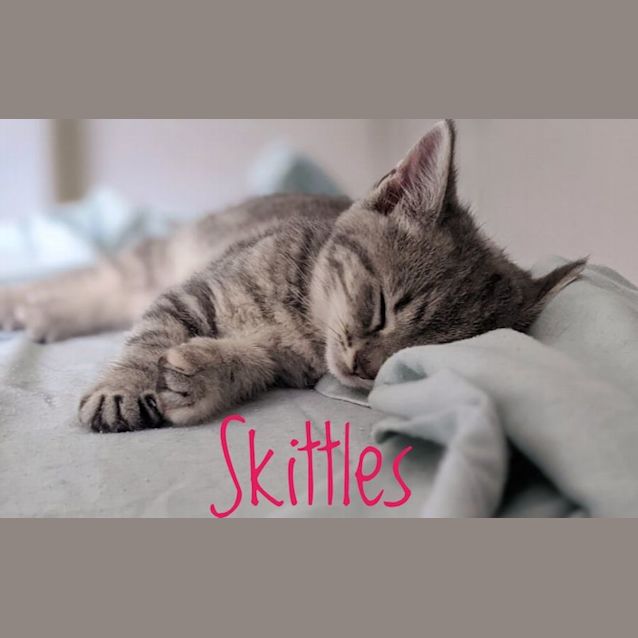 Photo of Skittles