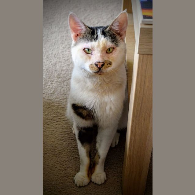 Photo of Varric