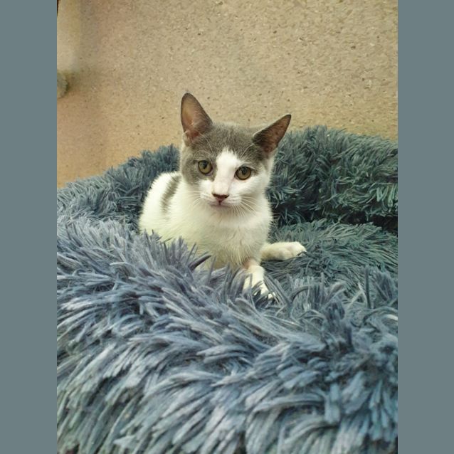 Photo of Ghost