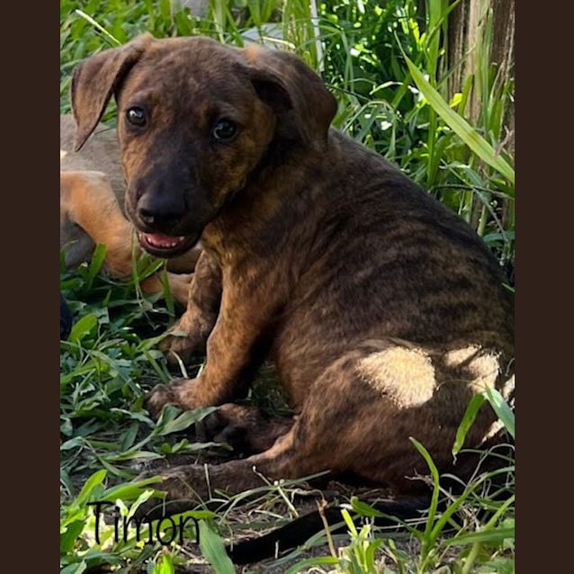 Photo of Timon