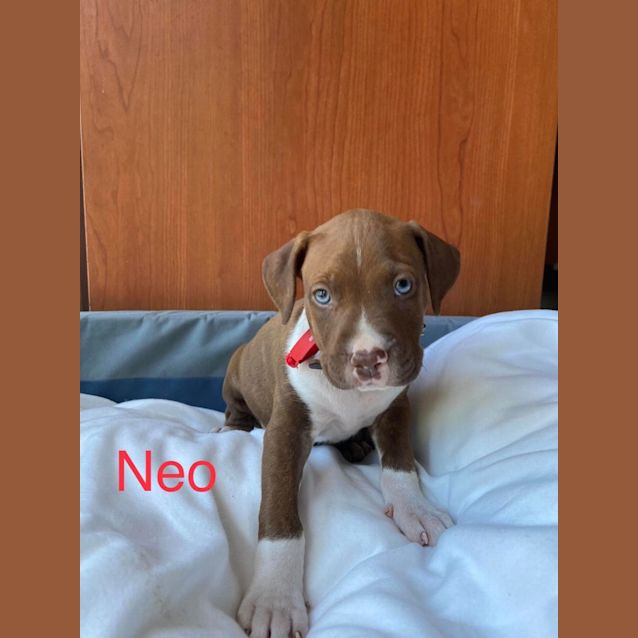 Photo of Neo