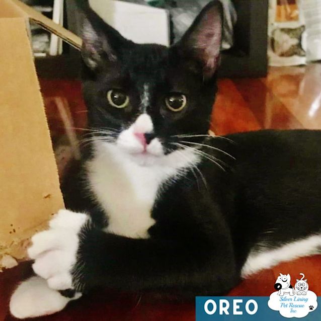 Photo of Oreo
