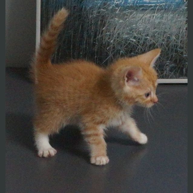 Photo of Pip Squeak
