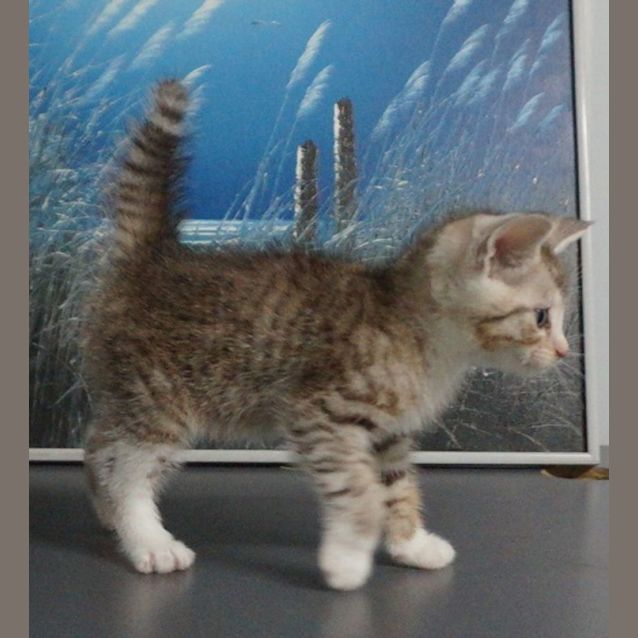 Photo of Mischief