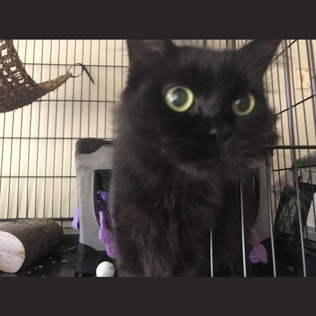 Photo of Juliet