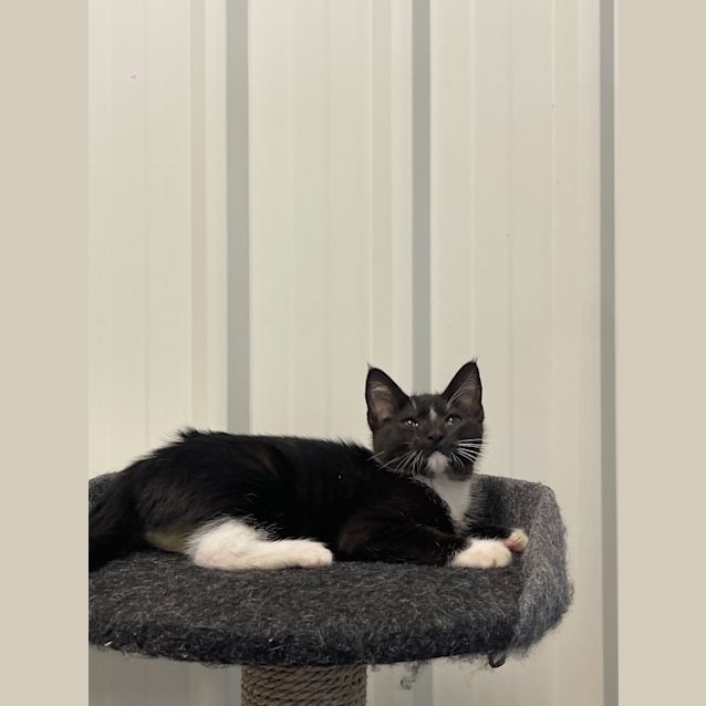 Photo of Forrest