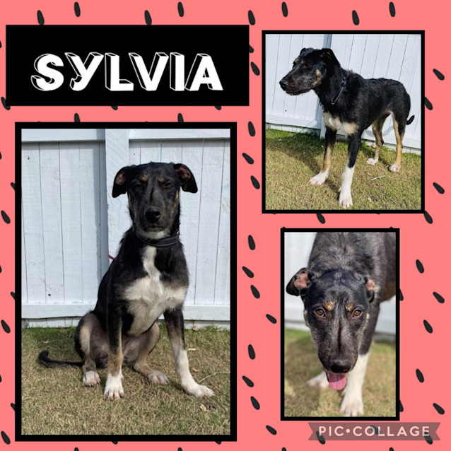 Photo of Sylvia