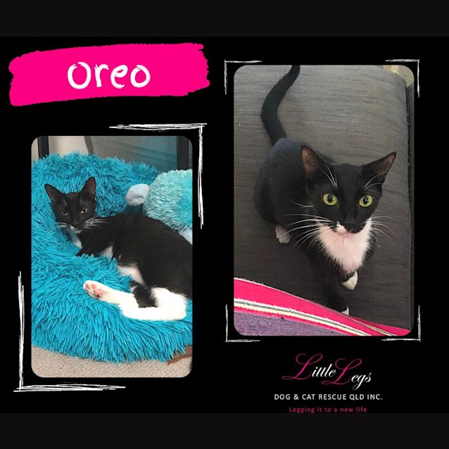 Photo of Oreo