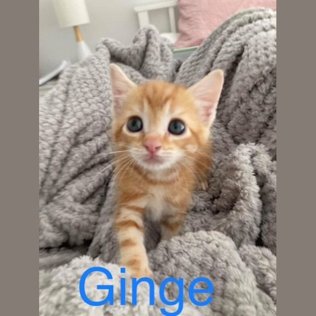 Photo of Ginge