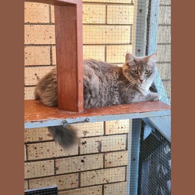 Photo of Spaghetti