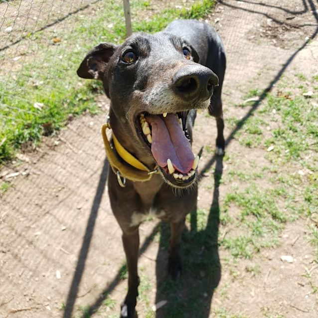 Photo of Sir Lancelot