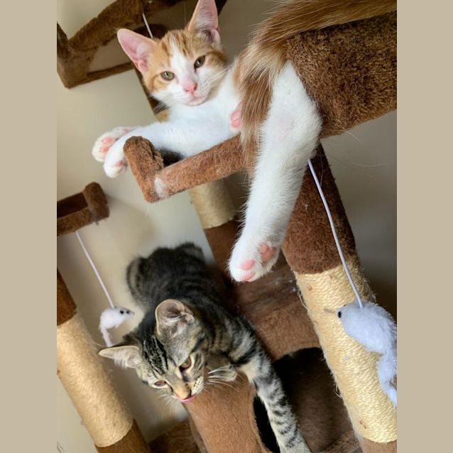 Photo of Lucy & Peanut Pawsome!